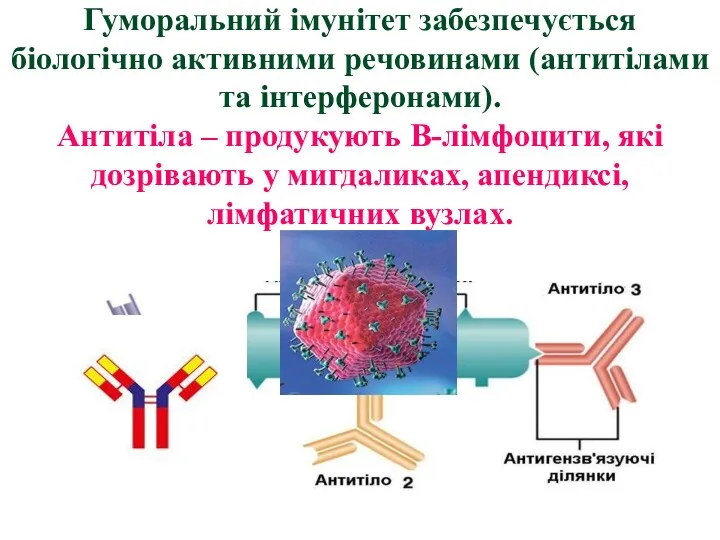 Гуморальний імунітет забезпечується біологічно активними речовинами (антитілами та інтерферонами). Антитіла