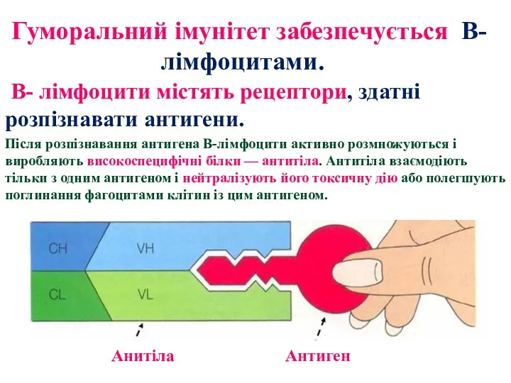 Гуморальний імунітет забезпечується В-лімфоцитами. В- лімфоцити містять рецептори, здатні розпізнавати