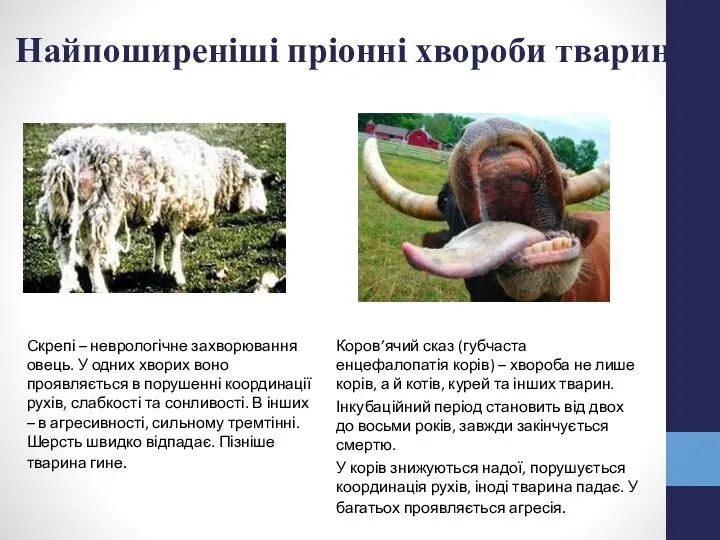 Найпоширеніші пріонні хвороби тварин Коров’ячий сказ (губчаста енцефалопатія корів) –