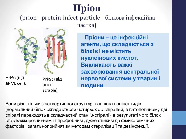 Пріон (prion - protein-infect-particle - білкова інфекційна частка) Пріони –