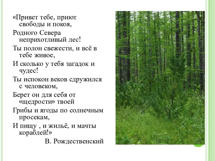 «Привет тебе, приют свободы и покоя, Родного Севера неприхотливый лес!