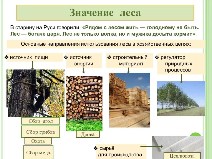 Значение леса В старину на Руси говорили: «Рядом с лесом