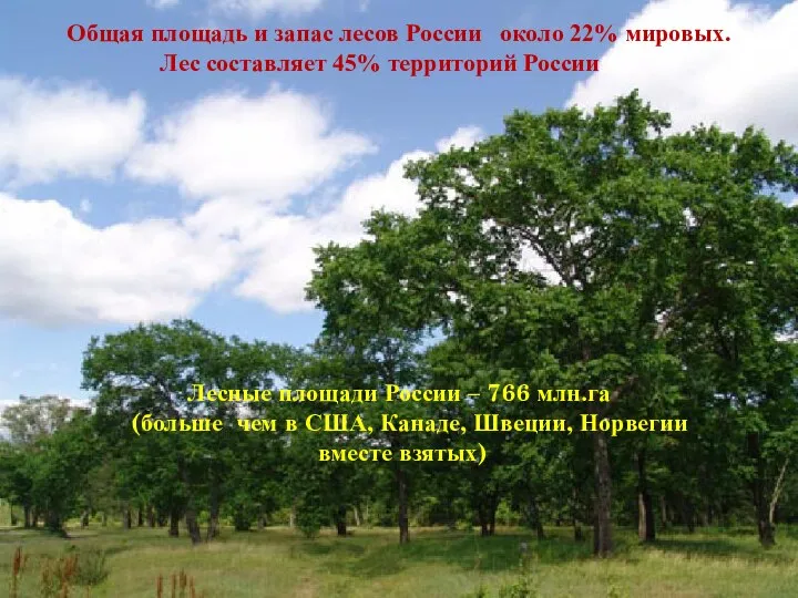 Общая площадь и запас лесов России около 22% мировых. Лес составляет 45% территорий