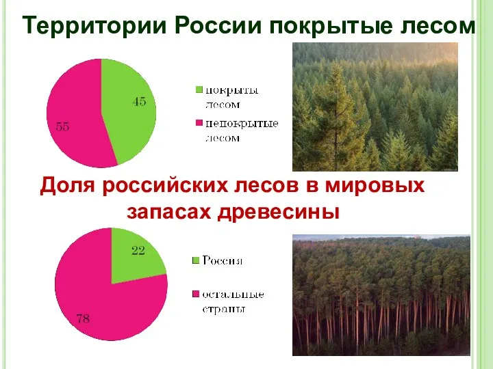 Территории России покрытые лесом Доля российских лесов в мировых запасах древесины