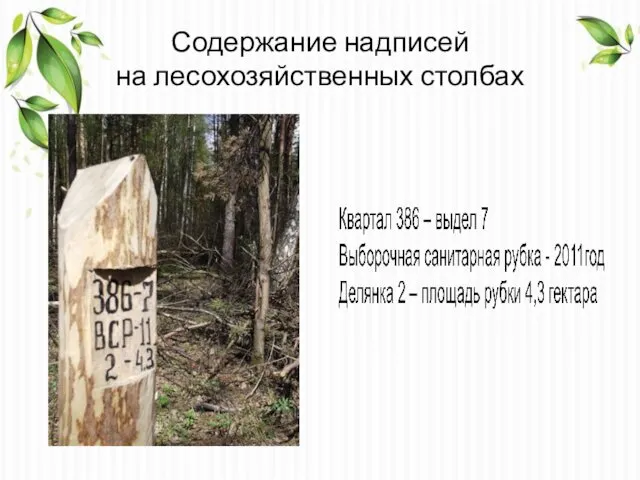 Содержание надписей на лесохозяйственных столбах