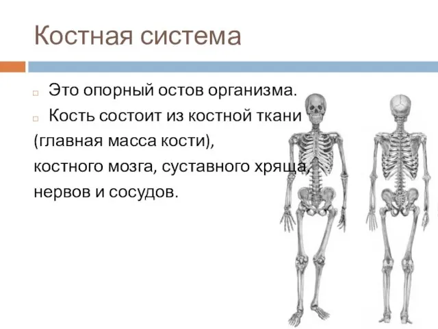 Костная система Это опорный остов организма. Кость состоит из костной