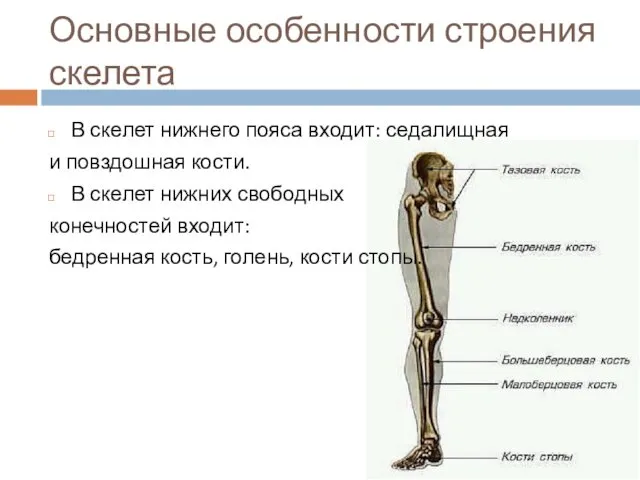 Основные особенности строения скелета В скелет нижнего пояса входит: седалищная