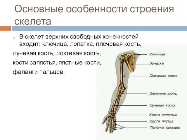 Основные особенности строения скелета В скелет верхних свободных конечностей входит: