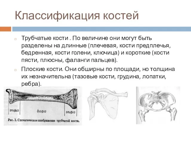 Классификация костей Трубчатые кости . По величине они могут быть