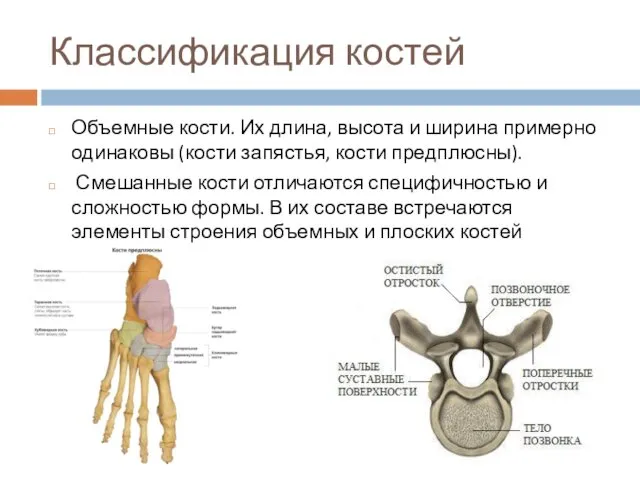 Классификация костей Объемные кости. Их длина, высота и ширина примерно