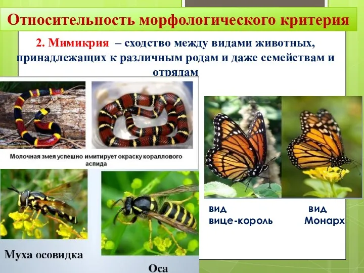 Относительность морфологического критерия 2. Мимикрия – сходство между видами животных,