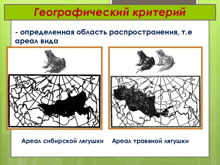Географический критерий - определенная область распространения, т.е ареал вида Ареал сибирской лягушки Ареал травяной лягушки