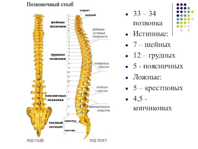 Позвоночный столб 33 – 34 позвонка Истинные: 7 – шейных