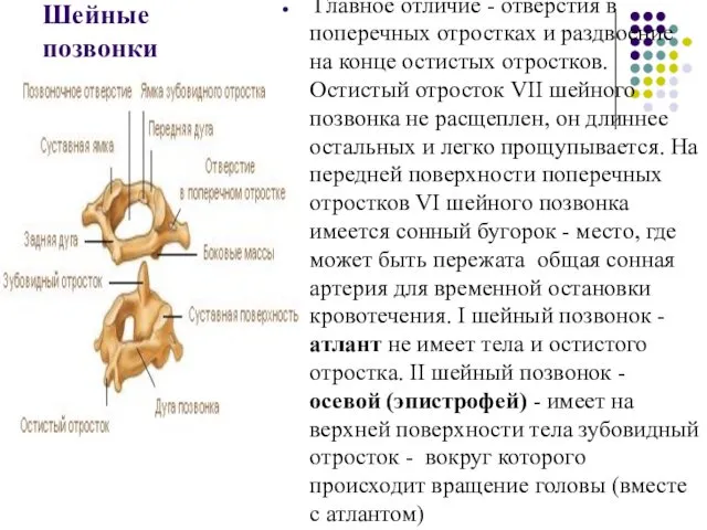 Шейные позвонки Главное отличие - отверстия в поперечных отростках и