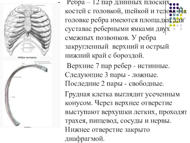 Ребра – 12 пар длинных плоских костей с головкой, шейкой