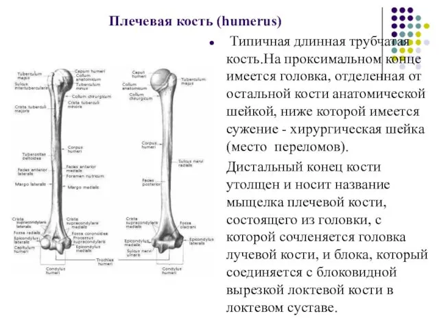 Плечевая кость (humerus) Типичная длинная трубчатая кость.На проксимальном конце имеется