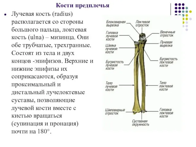 Кости предплечья Лучевая кость (radius) располагается со стороны большого пальца,