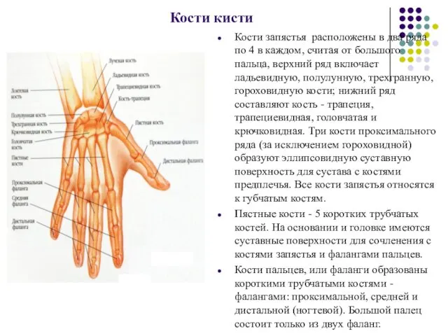 Кости кисти Кости запястья расположены в два ряда по 4