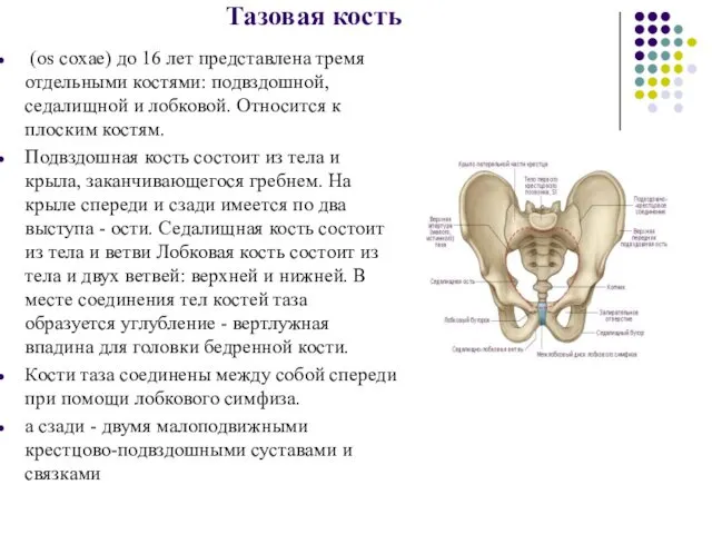 Тазовая кость (os coxae) до 16 лет представлена тремя отдельными