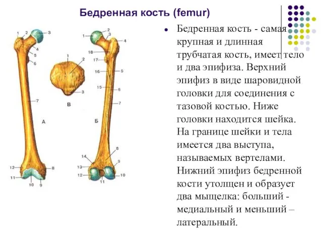 Бедренная кость (femur) Бедренная кость - самая крупная и длинная