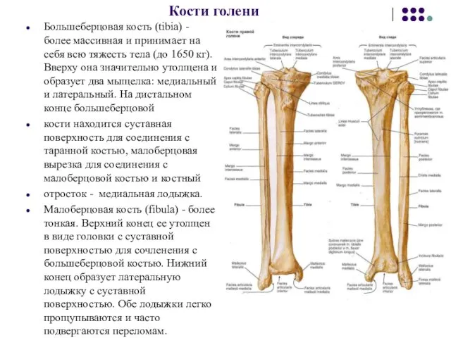 Кости голени Большеберцовая кость (tibia) - более массивная и принимает