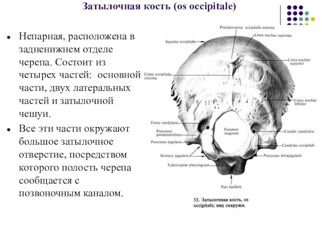Затылочная кость (os occipitale) Непарная, расположена в задненижнем отделе черепа.