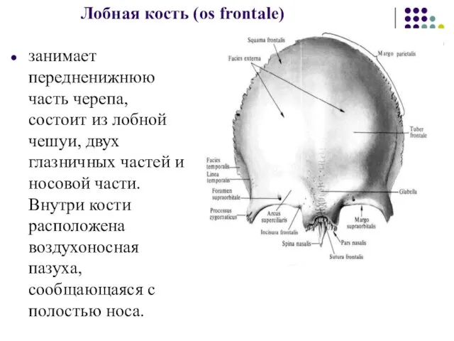 Лобная кость (os frontale) занимает передненижнюю часть черепа, состоит из