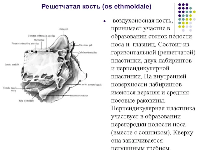 Решетчатая кость (os ethmoidale) воздухоносная кость, принимает участие в образовании