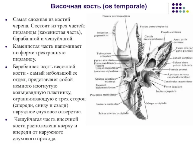 Височная кость (os temporale) Самая сложная из костей черепа. Состоит