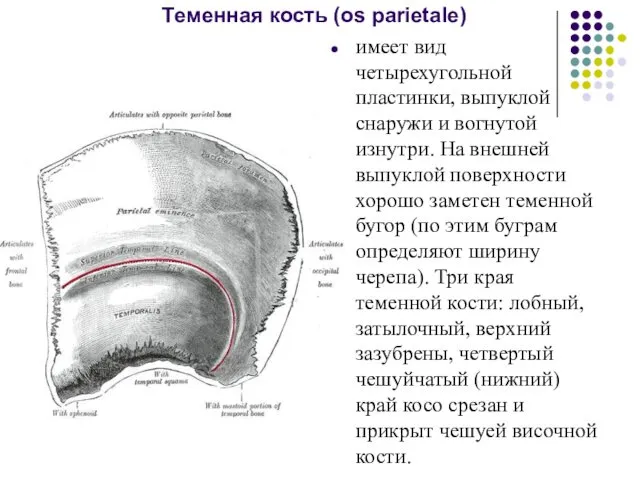 Теменная кость (os parietale) имеет вид четырехугольной пластинки, выпуклой снаружи