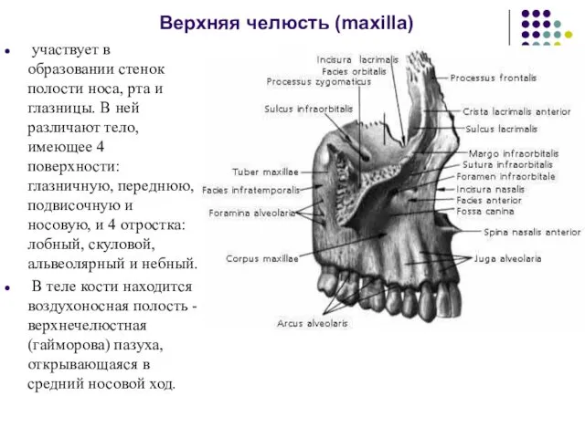 Верхняя челюсть (maxilla) участвует в образовании стенок полости носа, рта