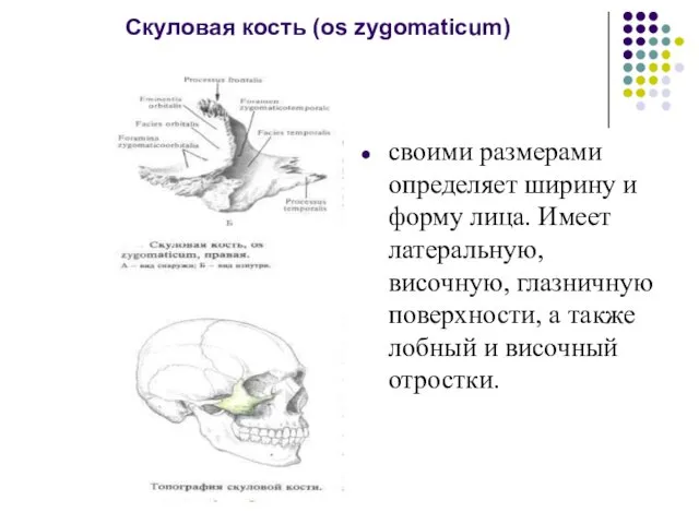 Скуловая кость (os zygomaticum) своими размерами определяет ширину и форму