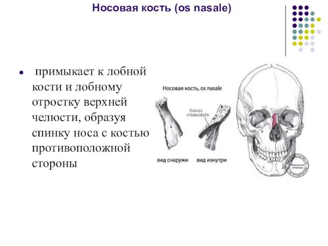 Носовая кость (os nasale) примыкает к лобной кости и лобному