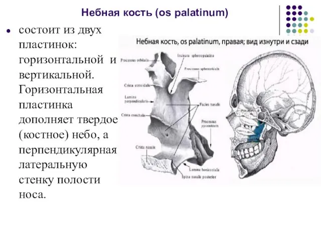 Небная кость (os palatinum) состоит из двух пластинок: горизонтальной и