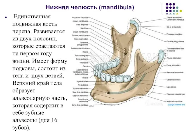 Нижняя челюсть (mandibula) Единственная подвижная кость черепа. Развивается из двух