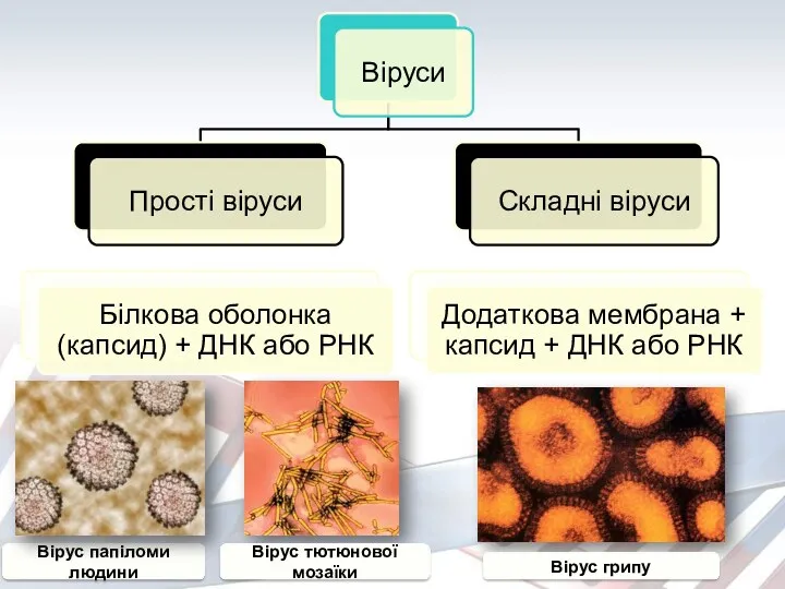 Вірус папіломи людини Вірус грипу Вірус тютюнової мозаїки