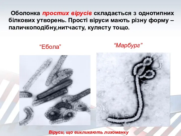 Оболонка простих вірусів складається з однотипних білкових утворень. Прості віруси