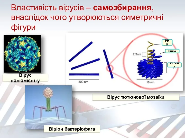 Властивість вірусів – самозбирання, внаслідок чого утворюються симетричні фігури Вірус тютюнової мозаїки Вірус поліомієліту Віріон бактеріофага