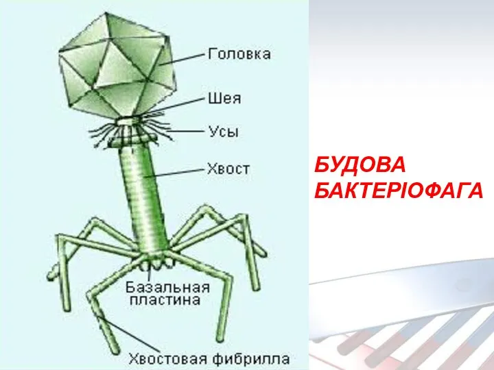 БУДОВА БАКТЕРІОФАГА