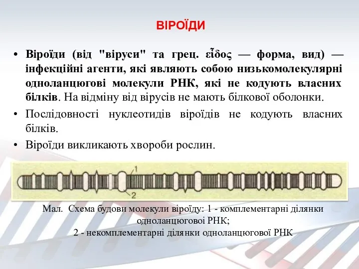 ВІРОЇДИ Віроїди (від "віруси" та грец. εἶδος — форма, вид)