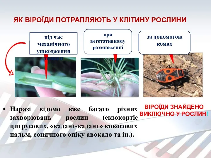 ЯК ВІРОЇДИ ПОТРАПЛЯЮТЬ У КЛІТИНУ РОСЛИНИ Наразі відомо вже багато