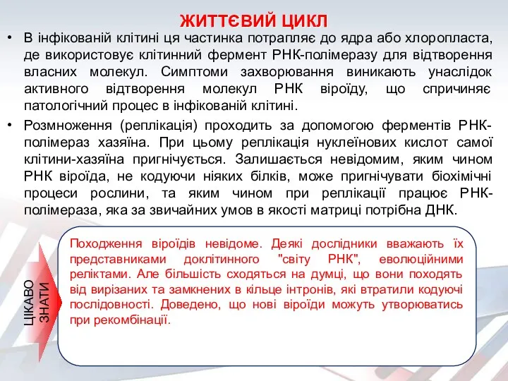 ЖИТТЄВИЙ ЦИКЛ В інфікованій клітині ця частинка потрапляє до ядра