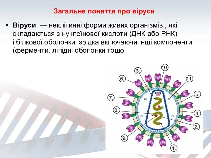 Загальне поняття про віруси Віруси — неклітинні форми живих організмів