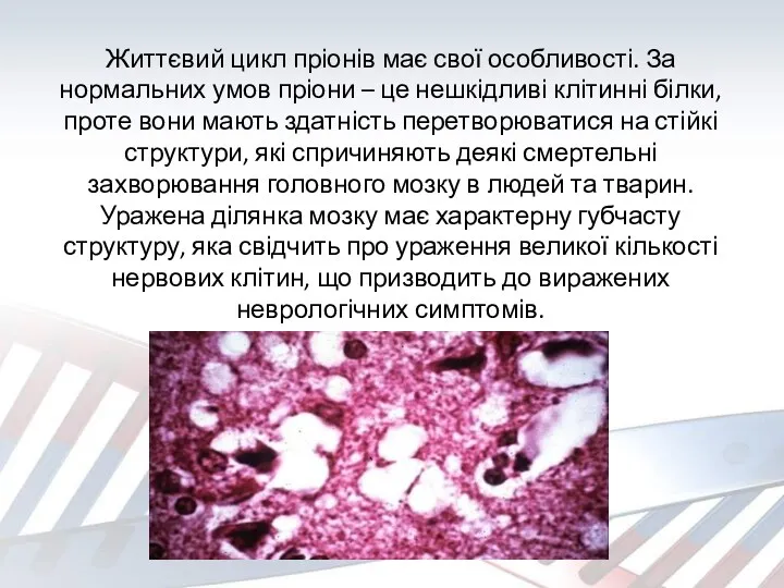 Життєвий цикл пріонів має свої особливості. За нормальних умов пріони