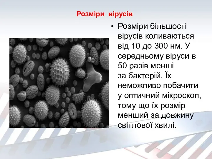 Розміри вірусів Розміри більшості вірусів коливаються від 10 до 300