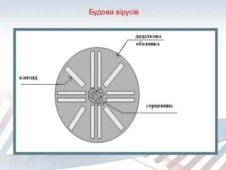 Будова вірусів