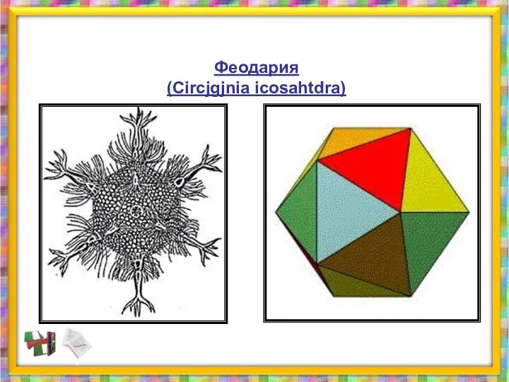 Феодария (Circjgjnia icosahtdra)