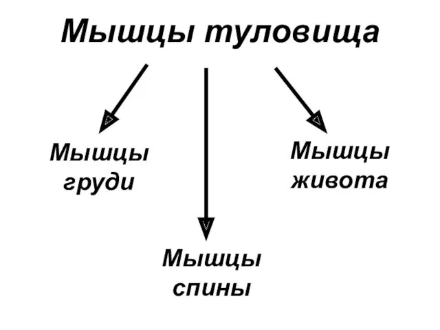 Мышцы груди Мышцы туловища Мышцы живота Мышцы спины