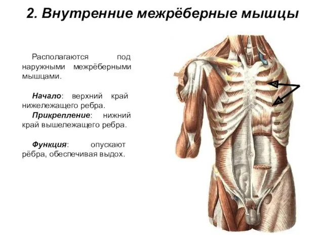 2. Внутренние межрёберные мышцы Располагаются под наружными межрёберными мышцами. Начало: верхний край нижележащего