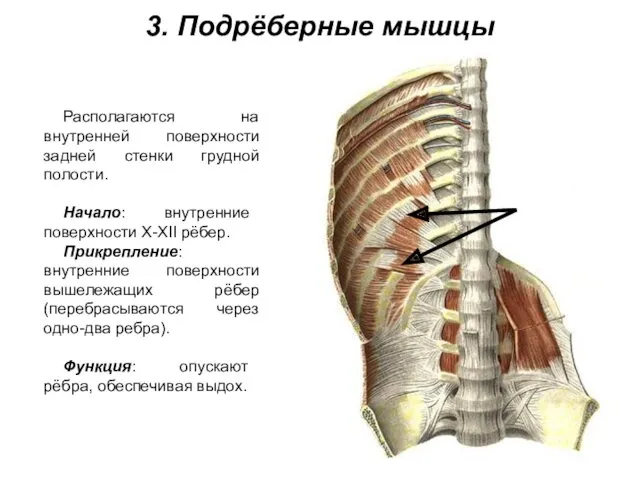 3. Подрёберные мышцы Располагаются на внутренней поверхности задней стенки грудной полости. Начало: внутренние
